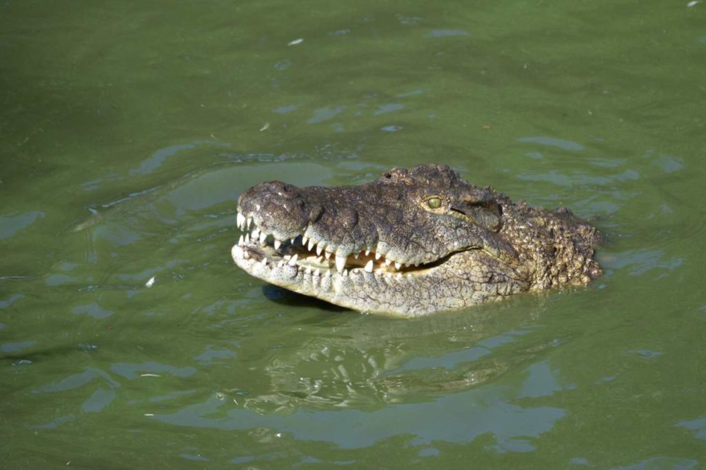 Nilkrokodil auf der Riverbend Crocodile Farm